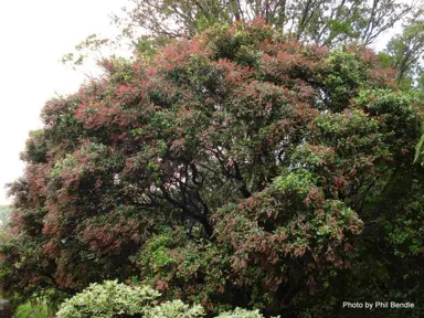 Weinmannia silvicola tree with red-pink flowers.