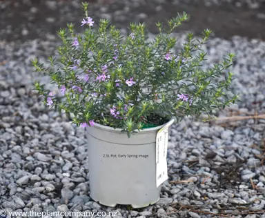 A Westringia 'Blue Gem' plant for sale at The Plant Company nursery.