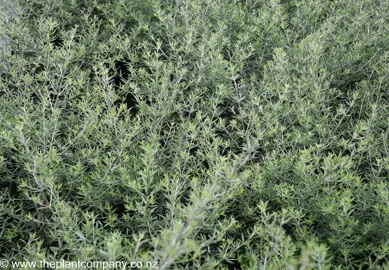 westringia-brevifolia--1