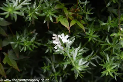 Westringia 'Grey Box' white flower amidst grey foliage.