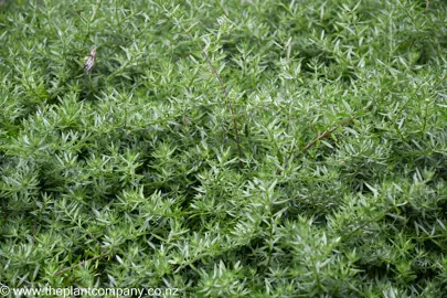 Dense foliage in Westringia 'Grey Box'.