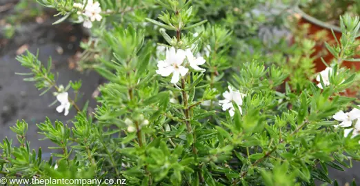 Westringia Low Horizon with white flowers and green foliage.