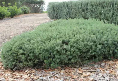 Westringia Low Horizon with lush grey foliage in a garden.