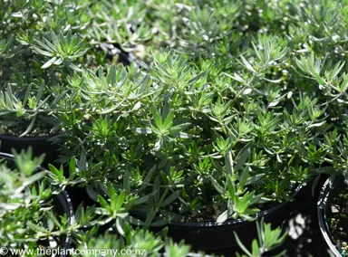 Westringia Low Horizon in a pot with white flowers and green-grey foliage.