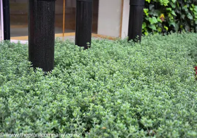 Westringia Low Horizon with lush grey foliage as a groundcover plant.