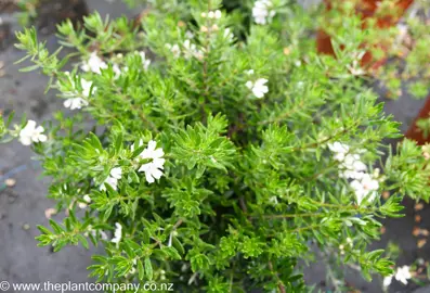 Westringia Low Horizon with green foliage and white flowers.