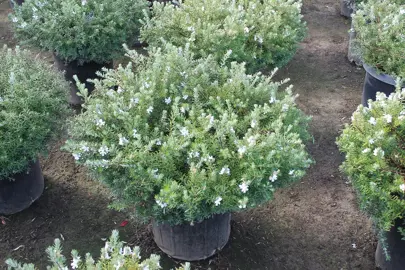 Westringia 'Mundi' with lush green-grey foliage and white flowers in a pot.