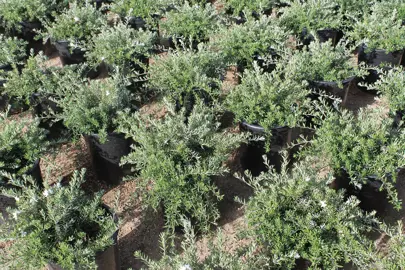 Westringia 'Mundi' plants in pots at a nursery.