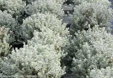 Stunning Westringia 'Smokey' plants for sale at The Plant Company nursery.
