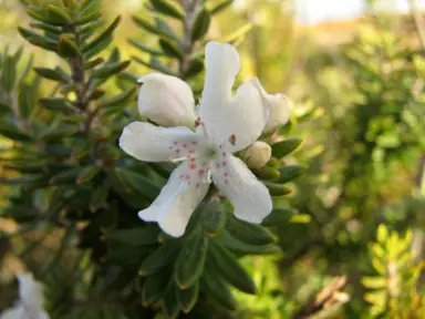 westringia-fruticosa-