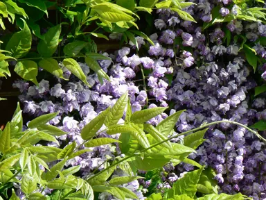 Wisteria 'Black Dragon' purple and pink flowers amidst the green foliage.