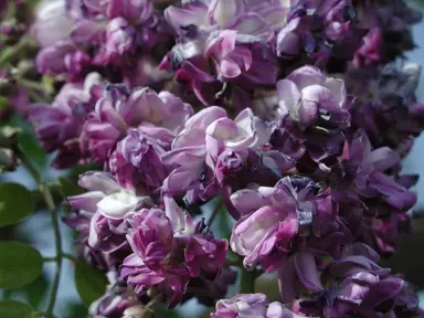 wisteria-black-dragon-