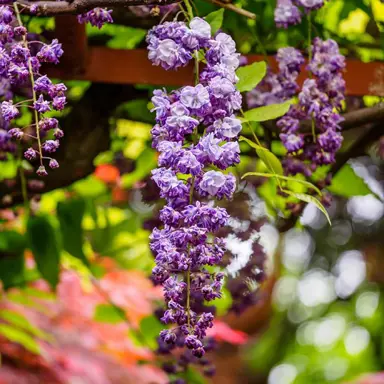 wisteria-black-dragon-1