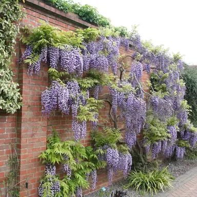 wisteria-black-dragon-2