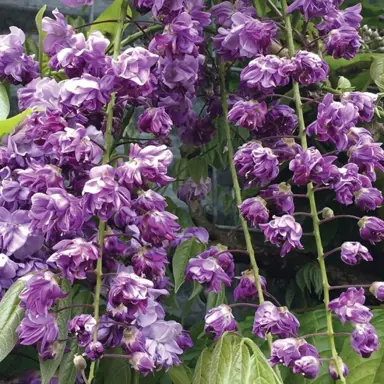 wisteria-black-dragon-3