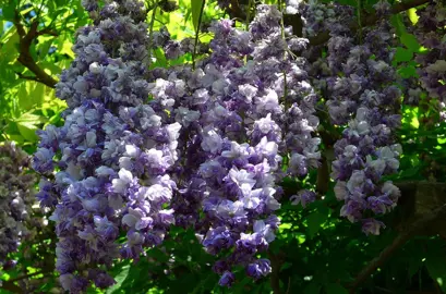 Stunning Wisteria 'Black Dragon' purple and pink flowers.