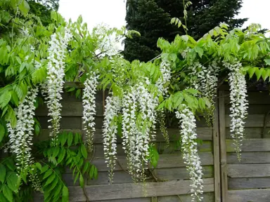 wisteria-floribunda-alba-2