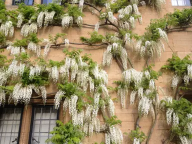 wisteria-floribunda-alba-3