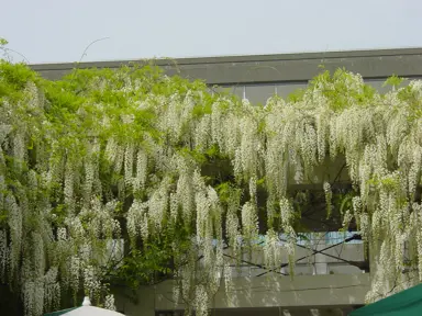 wisteria-floribunda-alba-4