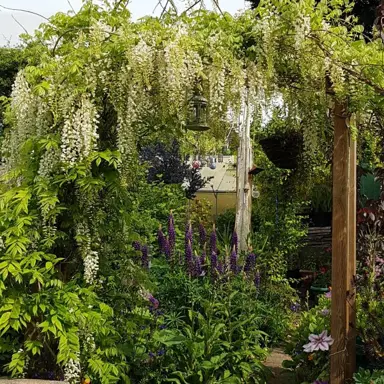 wisteria-floribunda-alba-5