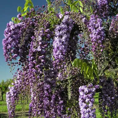 wisteria-geisha-1