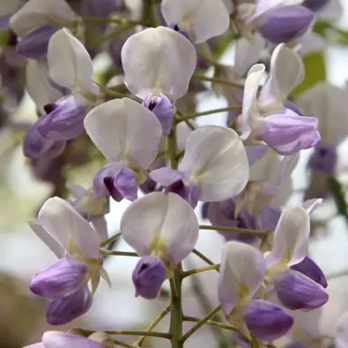 wisteria-harlequin-