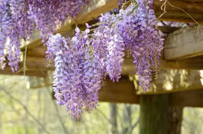 wisteria-harlequin-1