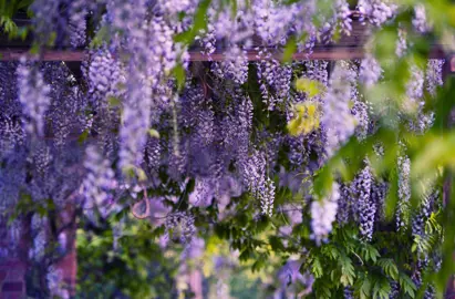 A stunning Wisteria 'Harlequin' vine with masses of elegant, purple flowers amidst dark green foliage.