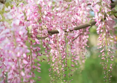 Very elegant Wisteria 'Pink Ice' flowers.