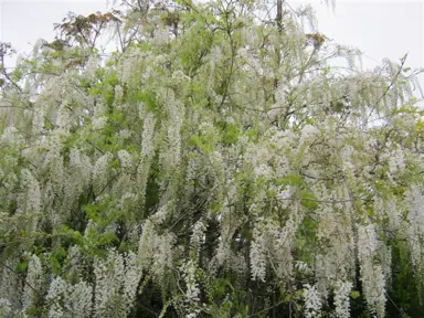 Wisteria floribunda 'Snow Showers' vine with masses of white flowers amist green foliage.