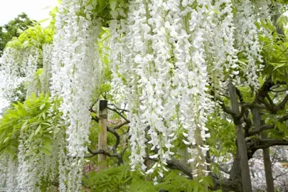 wisteria-snow-showers-1