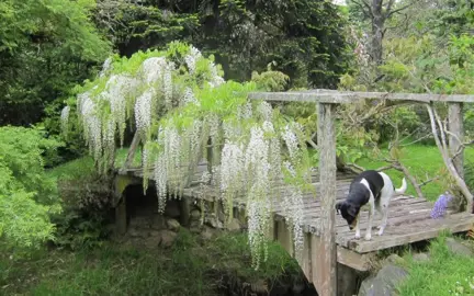 wisteria-snow-showers-2