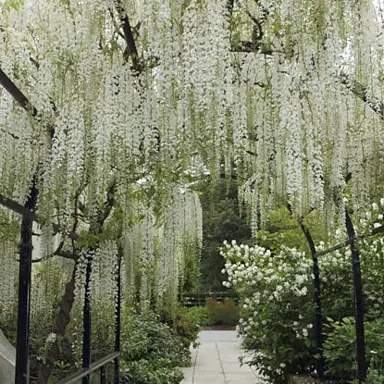 wisteria-snow-showers-3