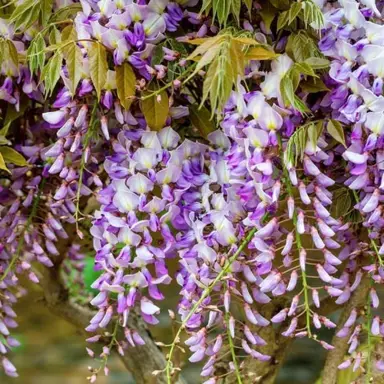 wisteria-lavender-lace-1