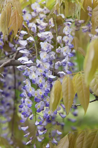 wisteria-lavender-lace-3