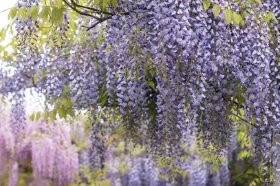 wisteria-lavender-lace-4