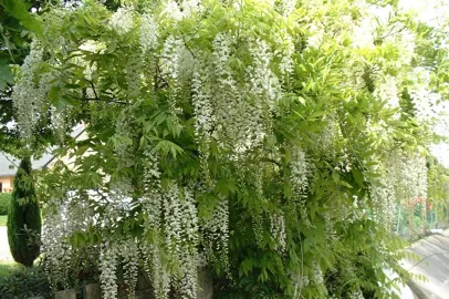 wisteria-sinensis-alba-