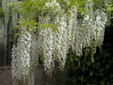 wisteria-sinensis-alba-1