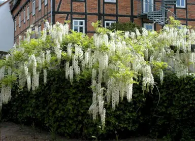 wisteria-sinensis-alba-3