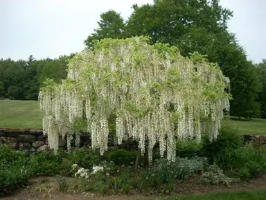wisteria-sinensis-alba-4