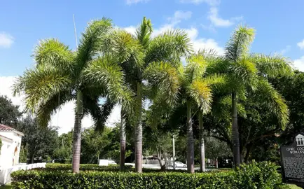 Wodyetia bifurcata trees growing as a cluster with lush green foliage.
