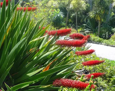 A large Xeronema callistemon (Poor Knights Lily) with lush foliage and red flowers in a mixed planting.