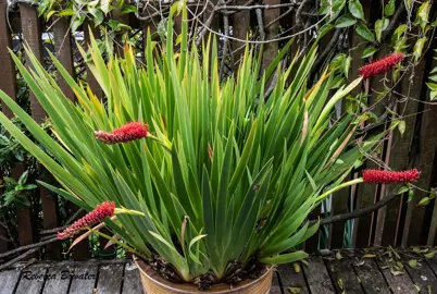 A large Xeronema callistemon (Poor Knights Lily) with lush foliage and red flowers growing in a pot.