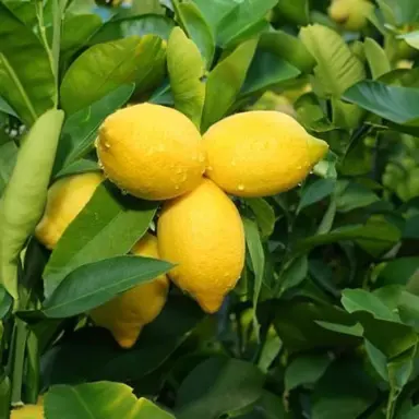 yen-ben-lemon--1