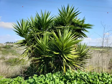 yucca-gigantea-