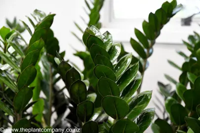 zamioculcas-black-knight--1