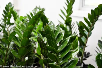 zamioculcas-black-knight--2