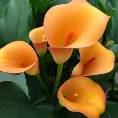 zantedeschia-jack-o-lantern-
