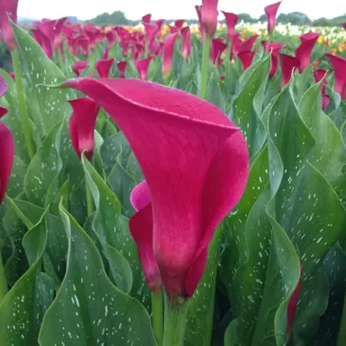 zantedeschia-orient-express-