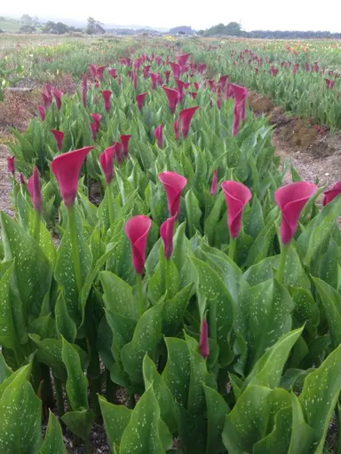 zantedeschia-orient-express-1